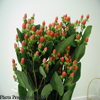 Your Freshest Source for Wholesale Flowers Online - National Flower Mart